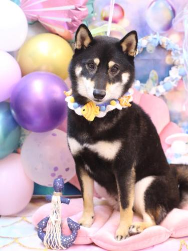 20240825黒丸くん